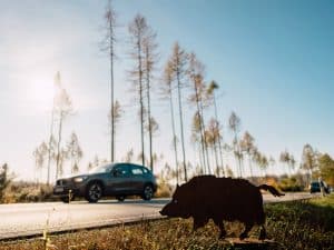 Ein Auto fährt auf einer Landstraße durch eine waldreiche Gegend. Im Vordergrund steht eine metallene Wildschwein-Silhouette als Warnsymbol für Wildwechsel. Die Sonne scheint, Bäume ohne Laub deuten auf Herbst oder Frühling hin.