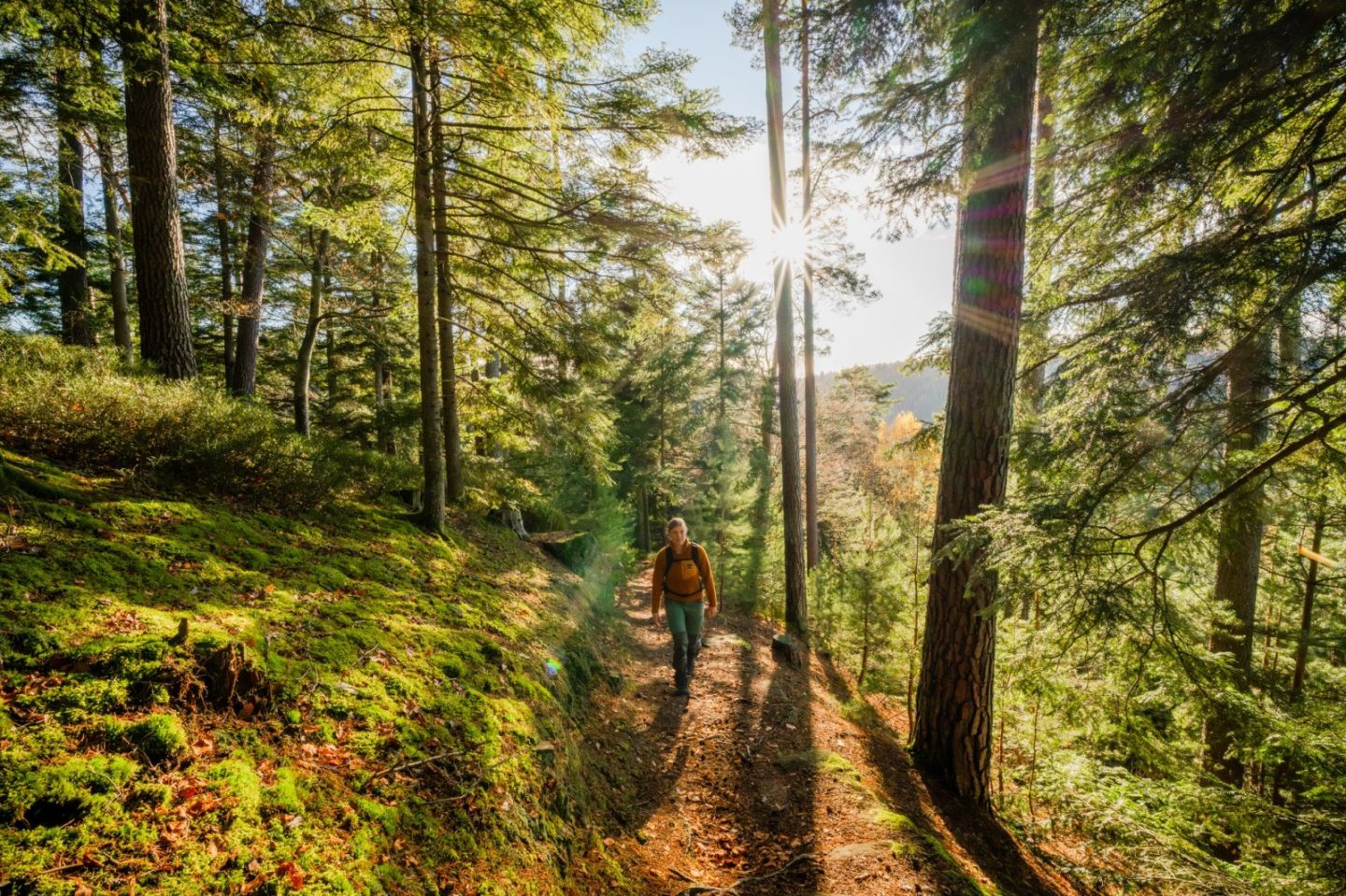Deutschlands schönster Wanderweg 2025: Baden-Württemberg dominiert – 8 Routen im Rennen!