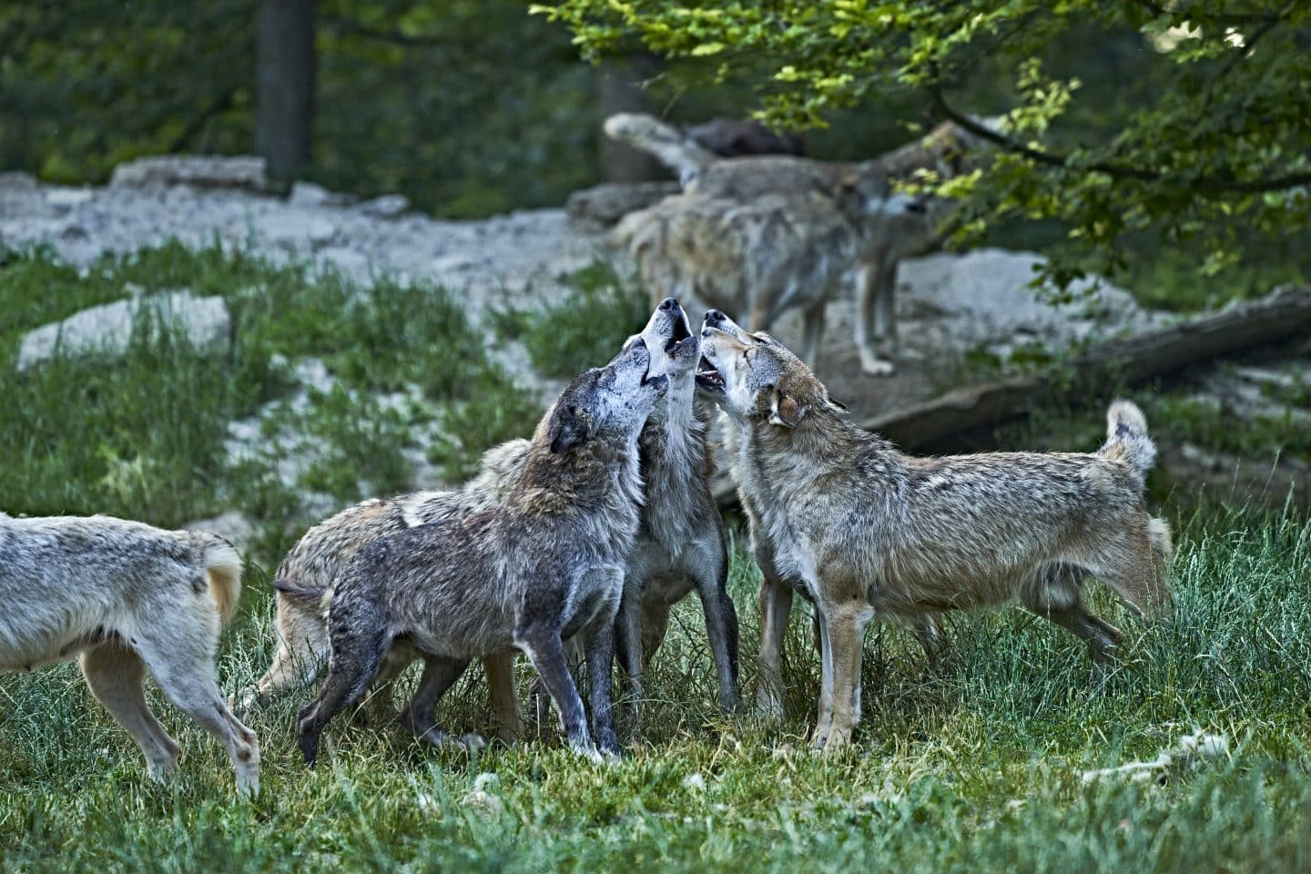 Ausflugstipp: Auge in Auge mit dem Wolf –Einzigartiges Erlebnis im Wildpark Bad Mergentheim Bad Mergentheim Tauberfranken Wolfsgeheul mit Marco Brauns c TMBW Foto Gert Krautbauer 11198