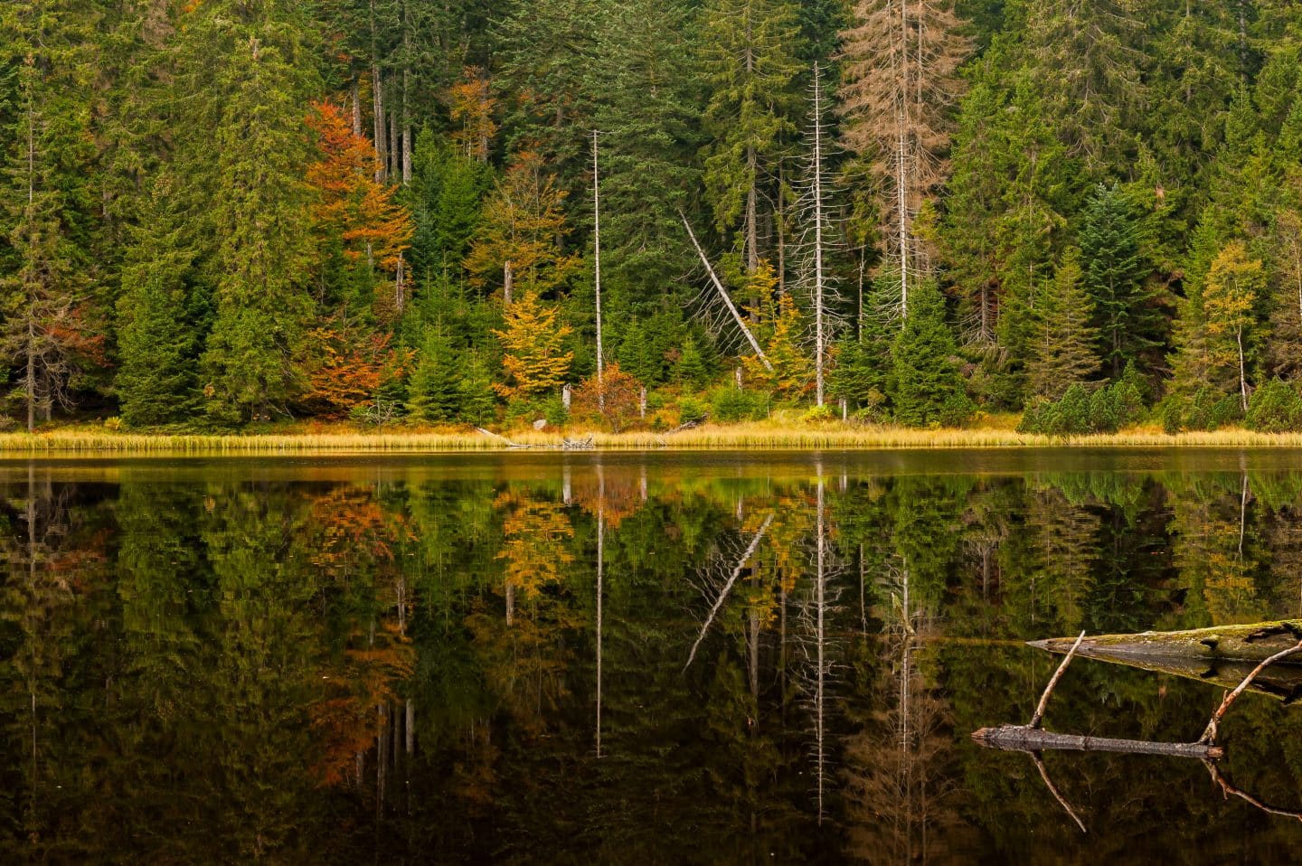 Der Wildsee ist einer von 3 eiszeitlich entstandenen Karseen im Nationalpark Schwarzwald

