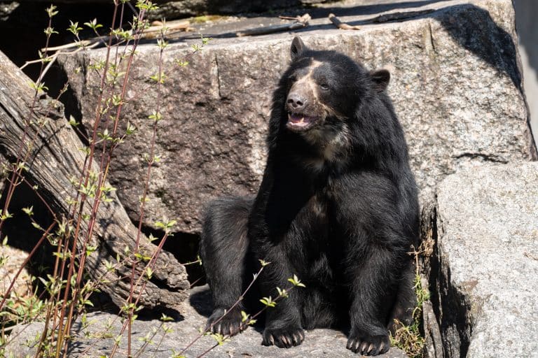 Brillenbär auf Liebesmission in Stuttgart: Wilhelma hofft auf Nachwuchs
