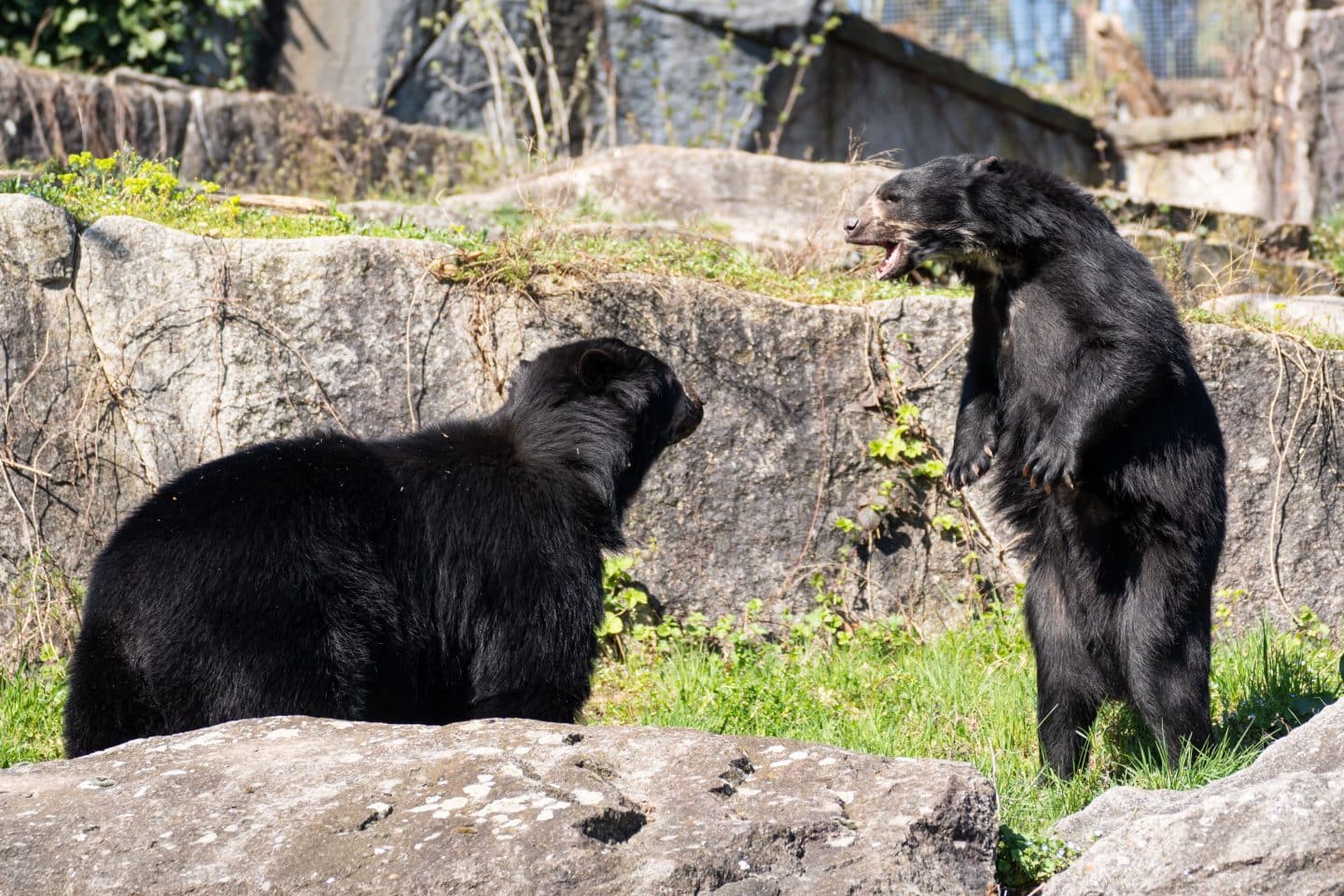 Brillenbär auf Liebesmission in Stuttgart: Wilhelma hofft auf Nachwuchs 1 Brillenbär auf Liebesmission in Stuttgart: Wilhelma hofft auf Nachwuchs KW15b Brillenbaer auf Hochzeitsreise Bild 4