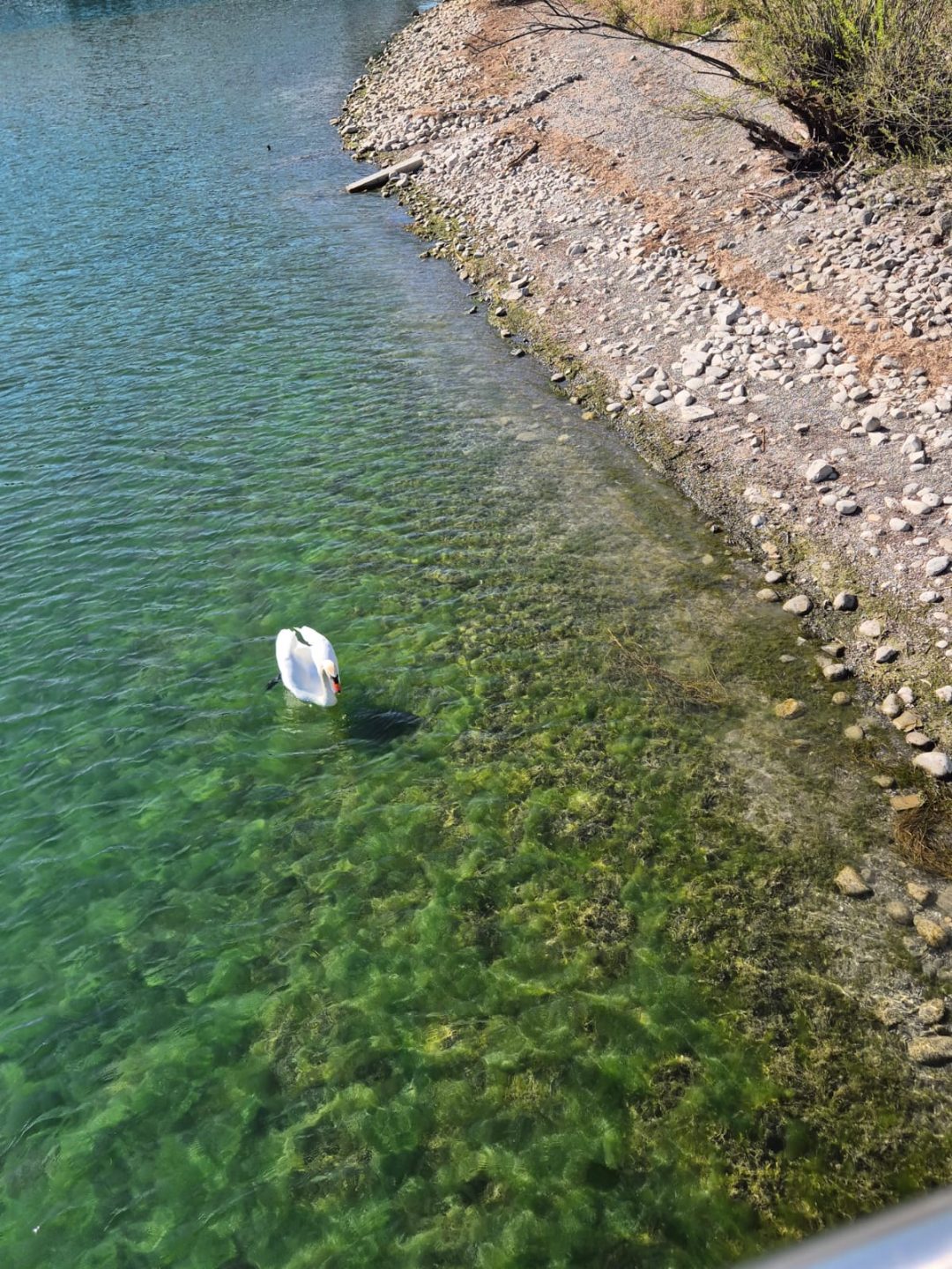 Niedrigwasser-Schock am Bodensee: Pegel auf 40-Jahres-Tief – Gestank, Algen und erste Sperrungen WhatsApp Bild 2025 04 05 um 18.27.26 d5162efa