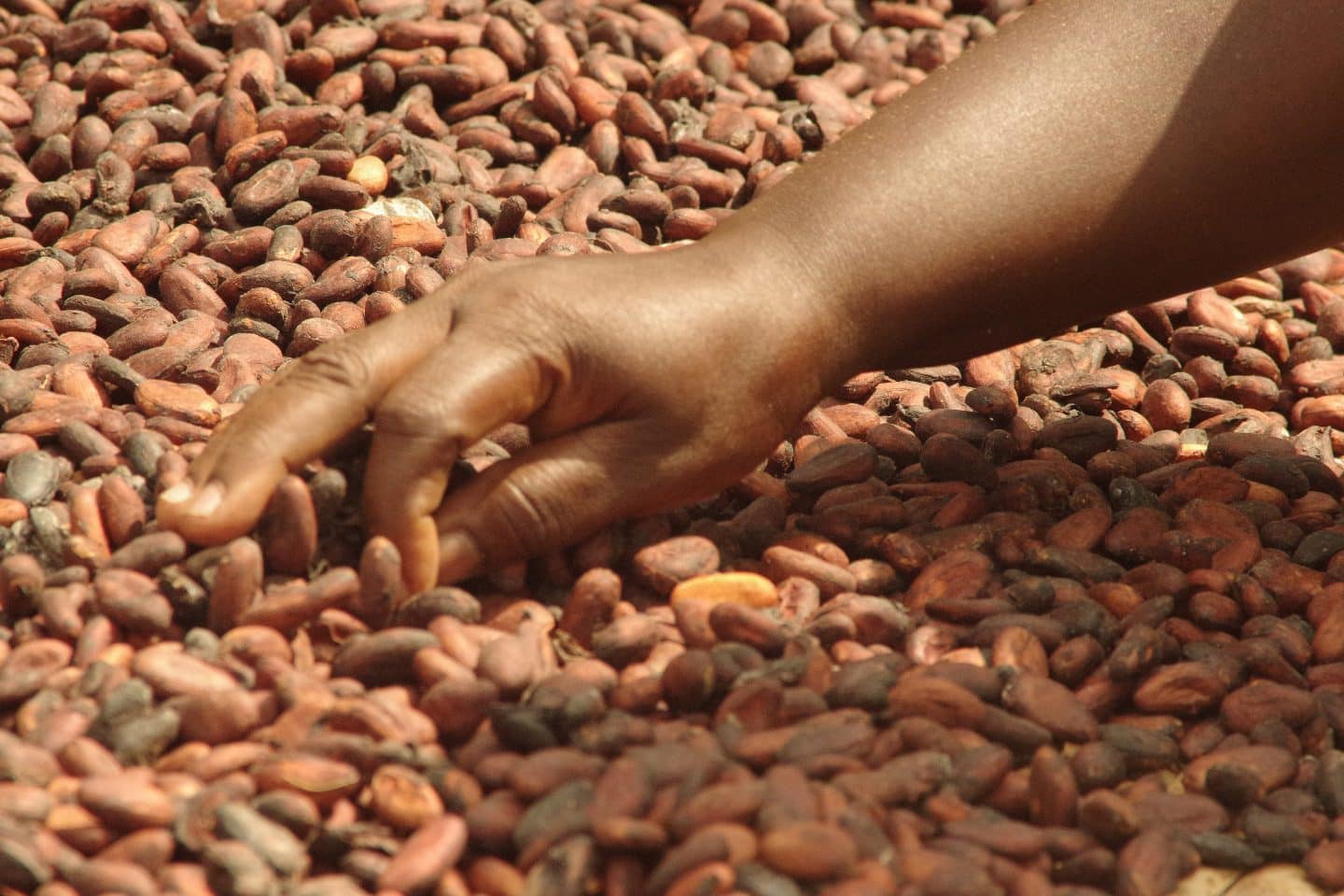 Bittere Schoko-Wahrheit zu Ostern: Diese Marken tricksen, diese sind wirklich fair – Ritter Sport aus Ba-Wü top! hand in cocoa beans