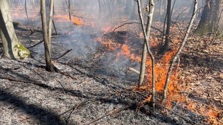 Waldbrandgefahr in Baden-Württemberg steigt stark an – Minister warnt vor riskantem Verhalten