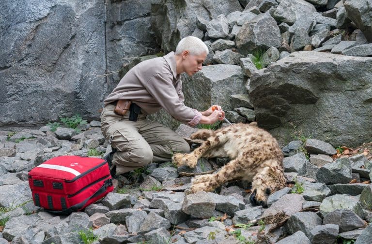 „Tierärztin Dr. Mertens“ am 27.05: Todesgefahr im Raubtierkäfig! Geheime Krise erschüttert den Zoo