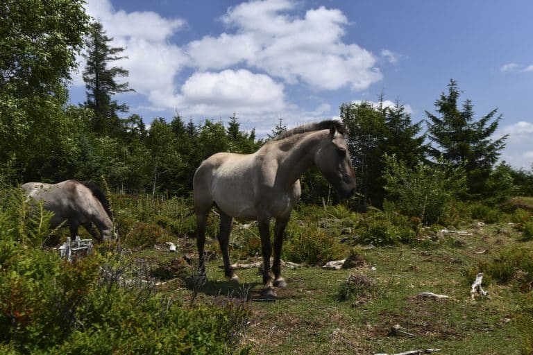 Saisonstart im Nationalpark: Darum sind die Konikpferde jetzt wieder auf den Grinden
