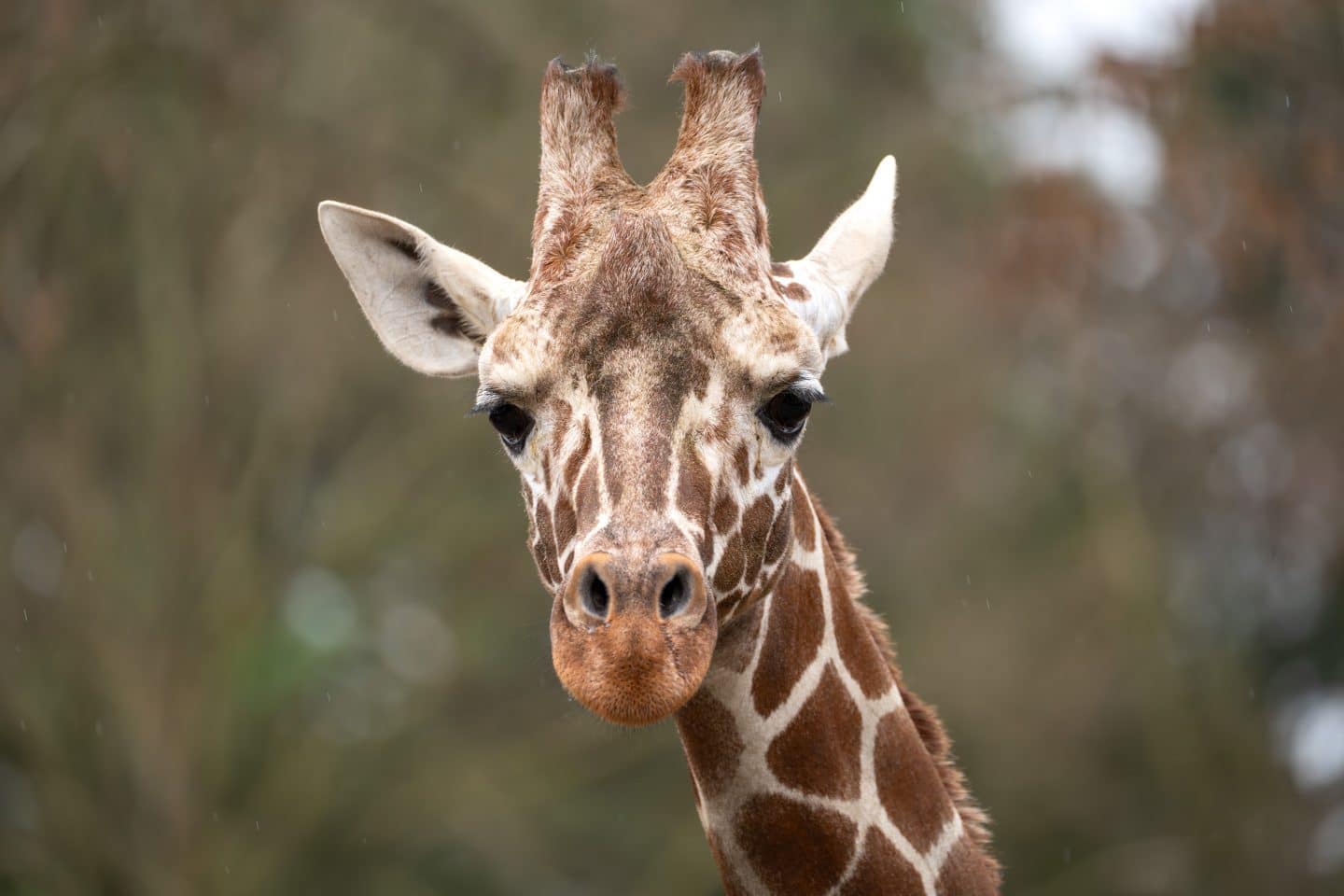 Wilhelma: Giraffenbulle Tilodi (†2) verstorben – Große Trauer und ein herber Rückschlag