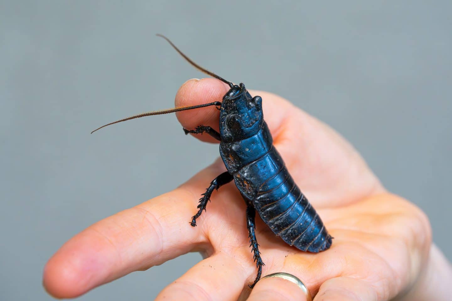 Wilhelma lädt ein: Die faszinierende Welt der Insekten hautnah erleben und schützen lernen! 1 Wilhelma lädt ein: Die faszinierende Welt der Insekten hautnah erleben und schützen lernen! KW20b Thementag Insekten Bild 2