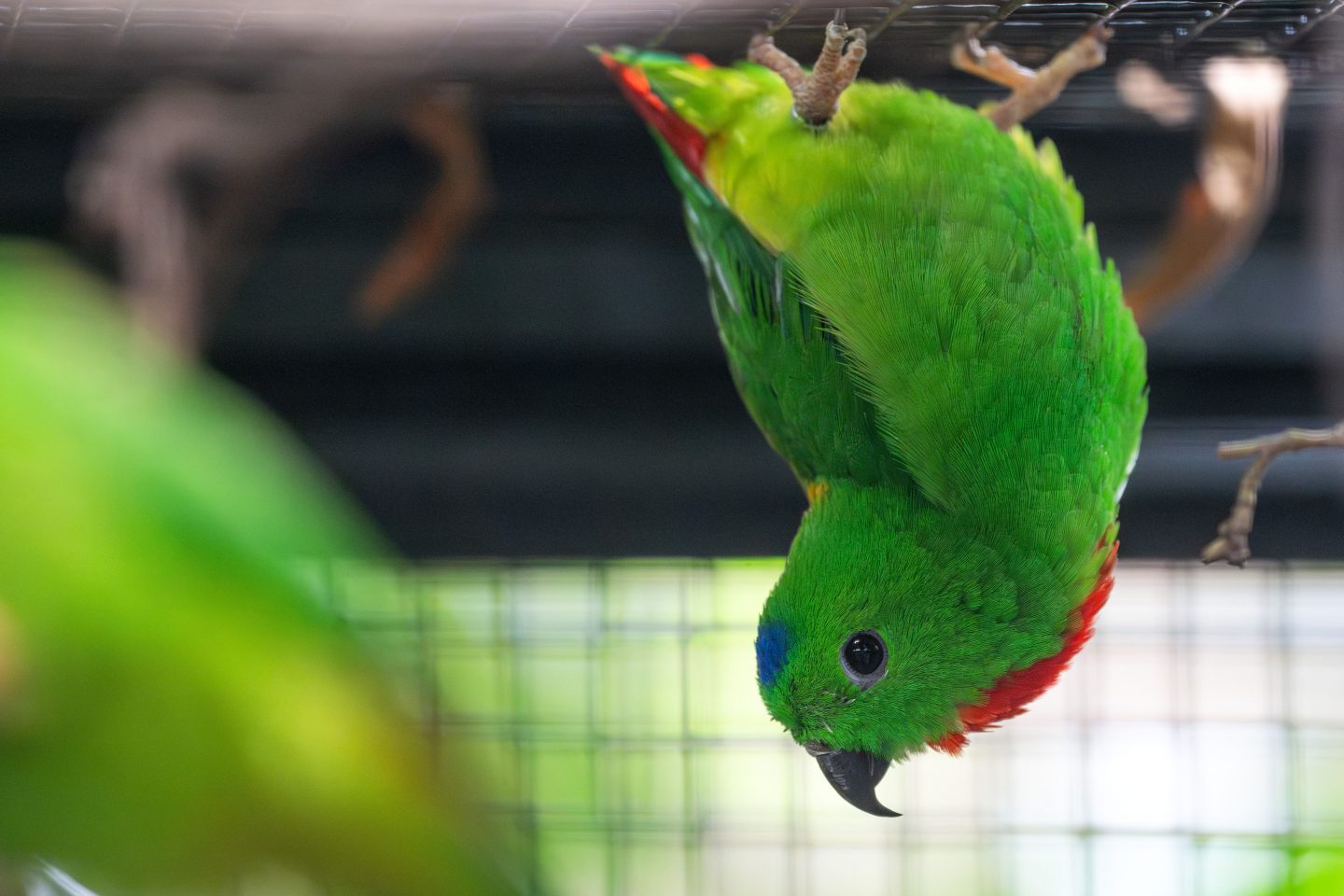 Ausflugstipp: Wilhelma lüftet Papageien-Geheimnisse und feiert die cleveren Krummschnäbel 2 Ausflugstipp: Wilhelma lüftet Papageien-Geheimnisse und feiert die cleveren Krummschnäbel KW22b Welt Papageien Tag Blaukroenchen Bild 2