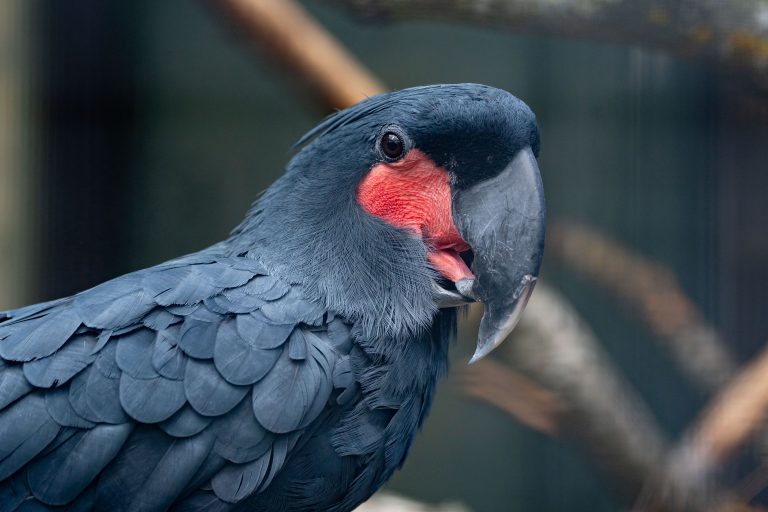 Ausflugstipp: Wilhelma lüftet Papageien-Geheimnisse und feiert die cleveren Krummschnäbel
