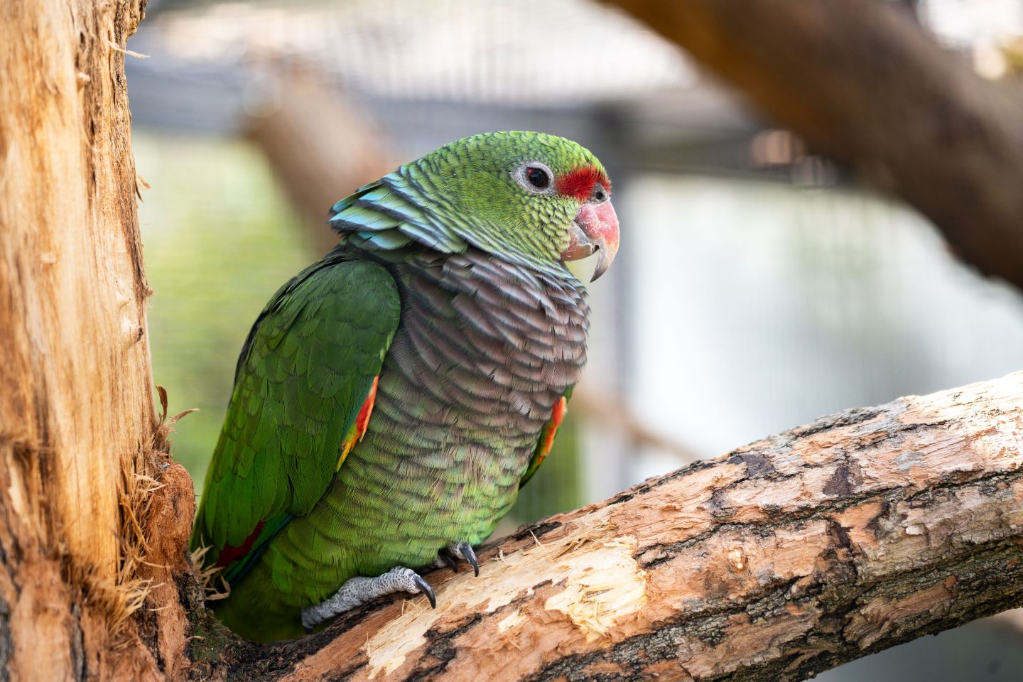 Ausflugstipp: Wilhelma lüftet Papageien-Geheimnisse und feiert die cleveren Krummschnäbel 1 Ausflugstipp: Wilhelma lüftet Papageien-Geheimnisse und feiert die cleveren Krummschnäbel KW22b Welt Papageien Tag Taubenhalsamazone Bild 4