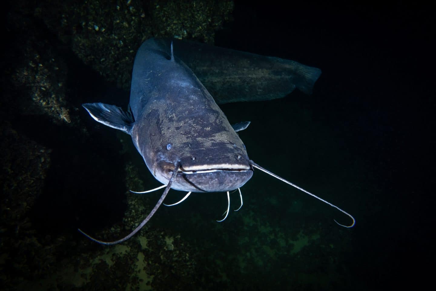 Alarm am Gardasee: Gigantische Welse bedrohen das Urlaubs-Idyll – Kippt das Ökosystem? Wels Front