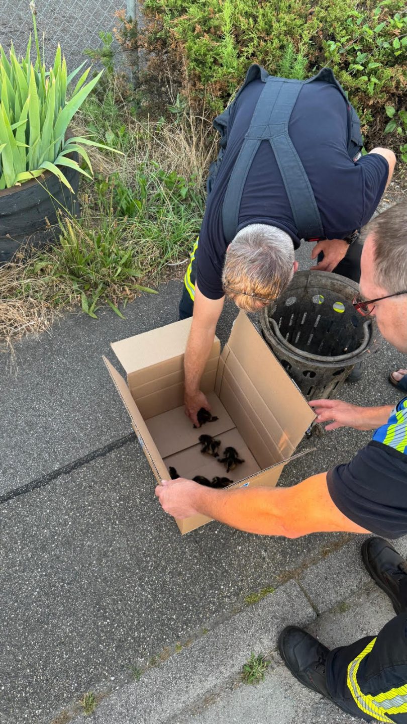 „Ente gut, alles gut!“: Feuerwehr Offenburg befreit sieben Küken aus Gully – Tierretter übernehmen Versorgung 20250396 02 TH1.1ITiere