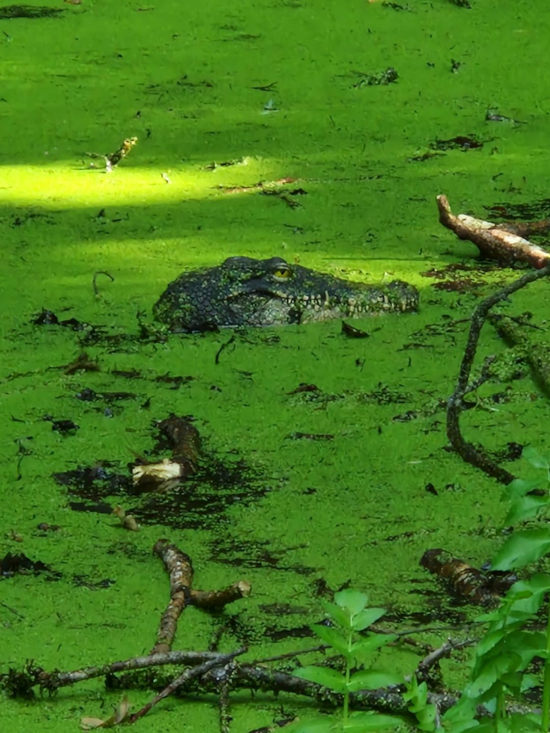 Krokodil-Alarm am Bodensee! Spaziergänger rufen Feuerwehr – doch dann die kuriose Auflösung