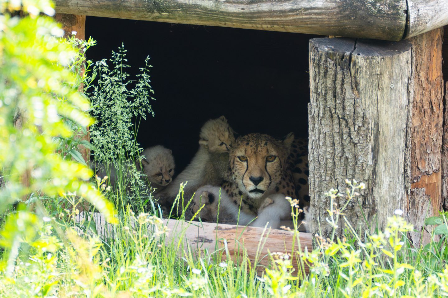 Tierisches Glück in der Wilhelma! Seltene Geburt –Gepardin Niara bekommt sechs Jungtiere