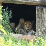 Tierisches Glück in der Wilhelma! Seltene Geburt –Gepardin Niara bekommt sechs Jungtiere