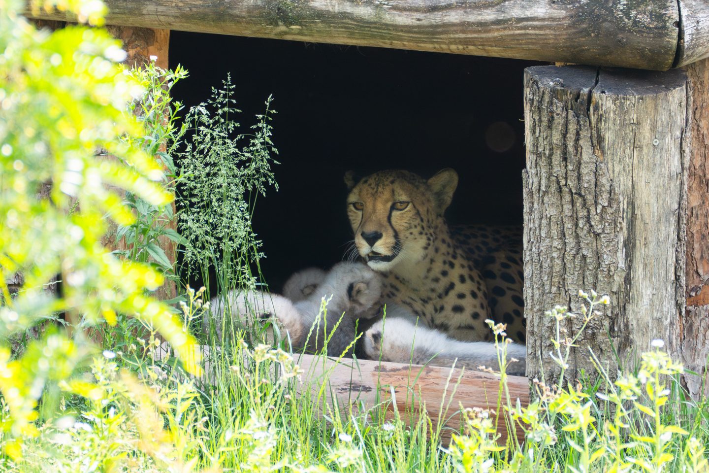Tierisches Glück in der Wilhelma! Seltene Geburt –Gepardin Niara bekommt sechs Jungtiere KW23b Geparden Nachwuchs Bild 2