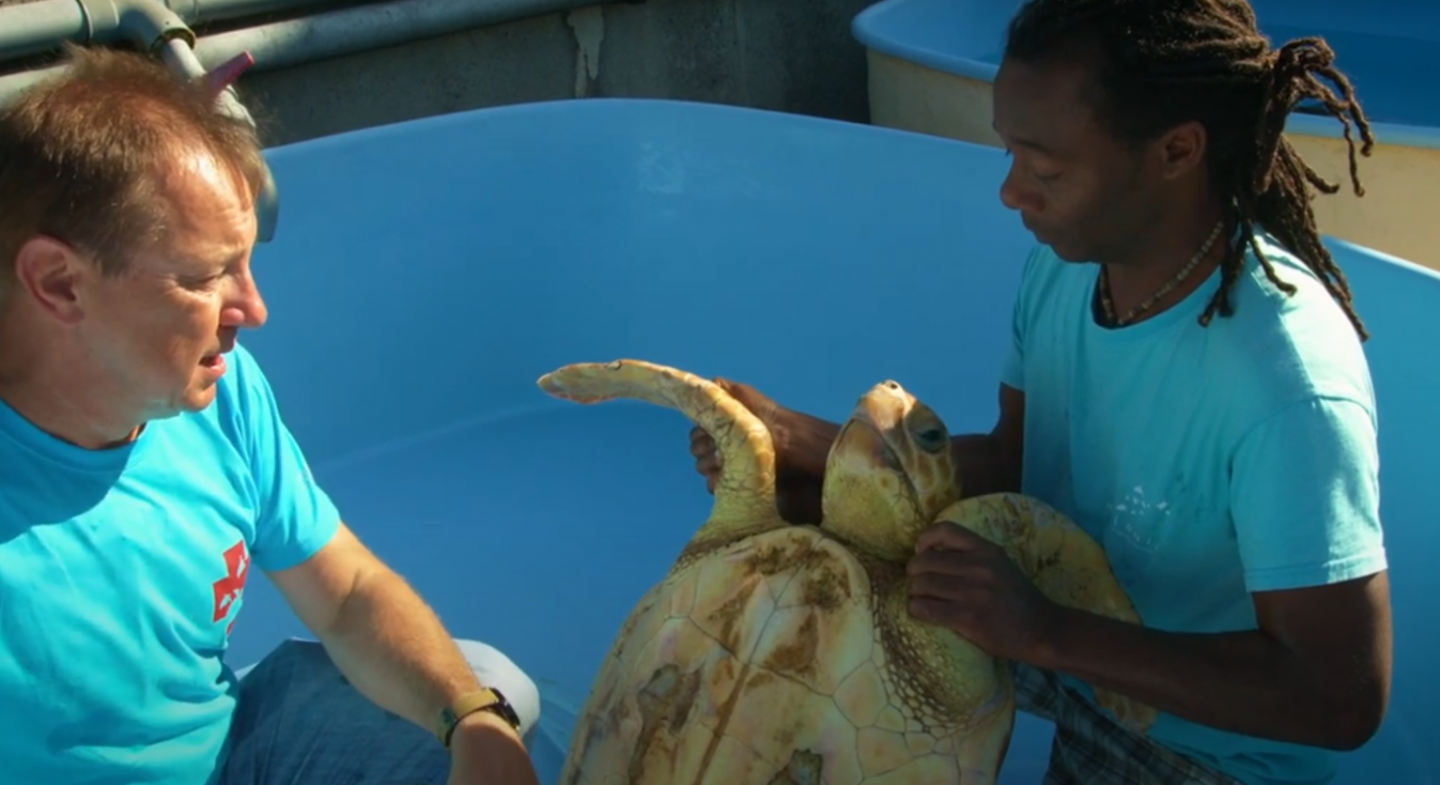 Wissenschaft schlägt Alarm: Artenvielfalt in den Meeren am Kipppunkt – doch es gibt Hoffnung Reunion Island Swordfish longline Turtle in rehabilitation centre. Credit Alefa Production