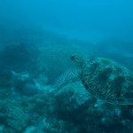 Wissenschaft schlägt Alarm: Artenvielfalt in den Meeren am Kipppunkt – doch es gibt Hoffnung