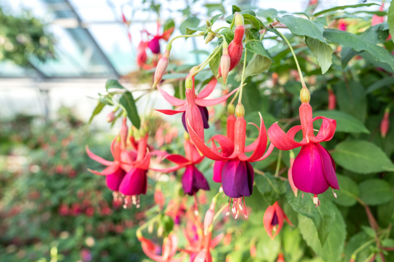 Ausflugstipp: Blütenpracht in der Wilhelma – Über 600 Fuchsienarten verzaubern den Sommer