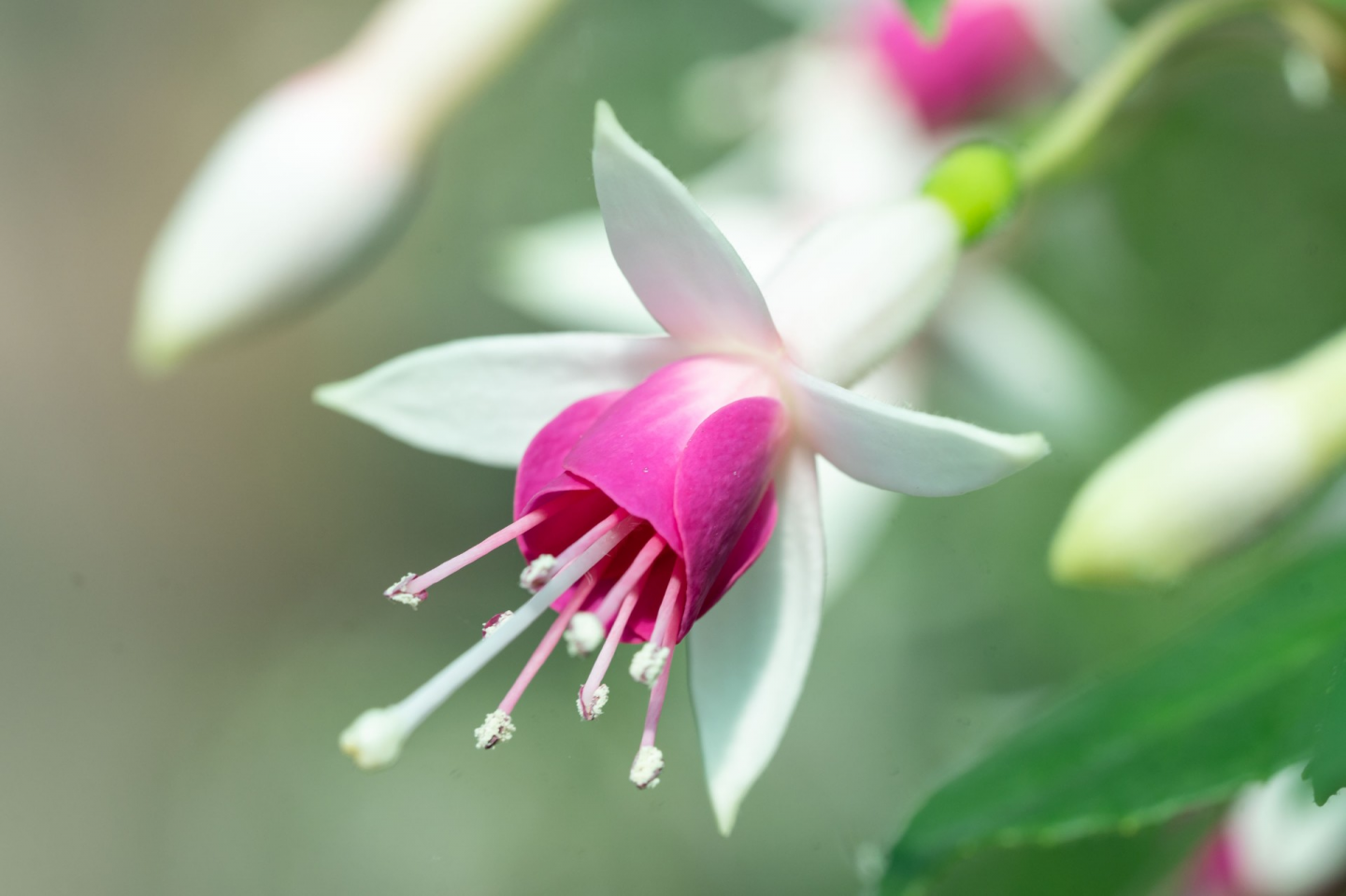 Ausflugstipp: Blütenpracht in der Wilhelma – Über 600 Fuchsienarten verzaubern den Sommer image 6