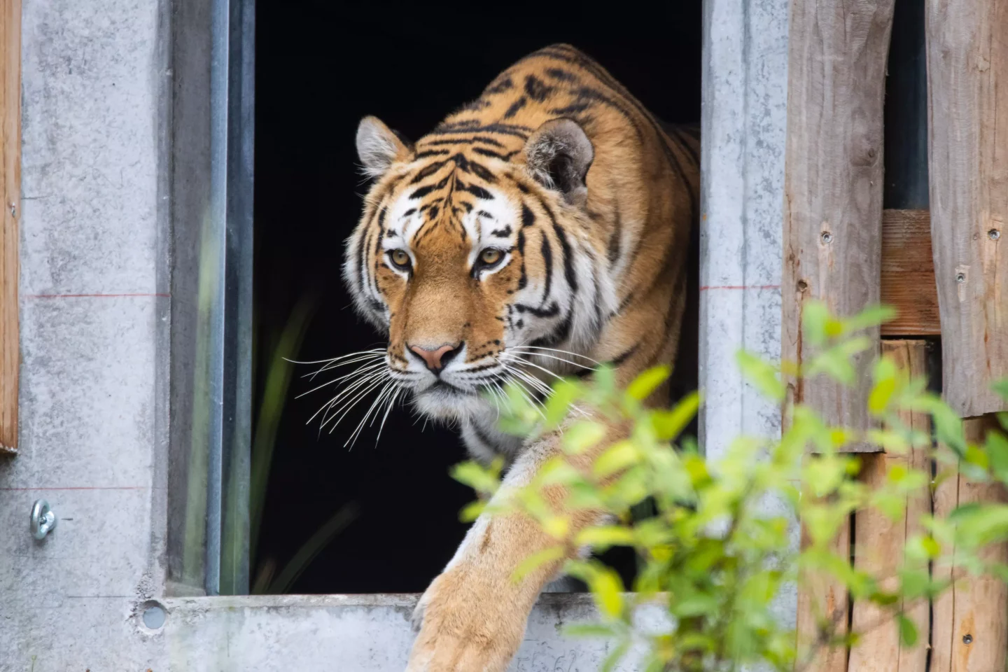 Stuttgarts neue Tiger-Welt in der Wilhelma: So nah kommen Sie den gefährdeten Raubkatzen jetzt