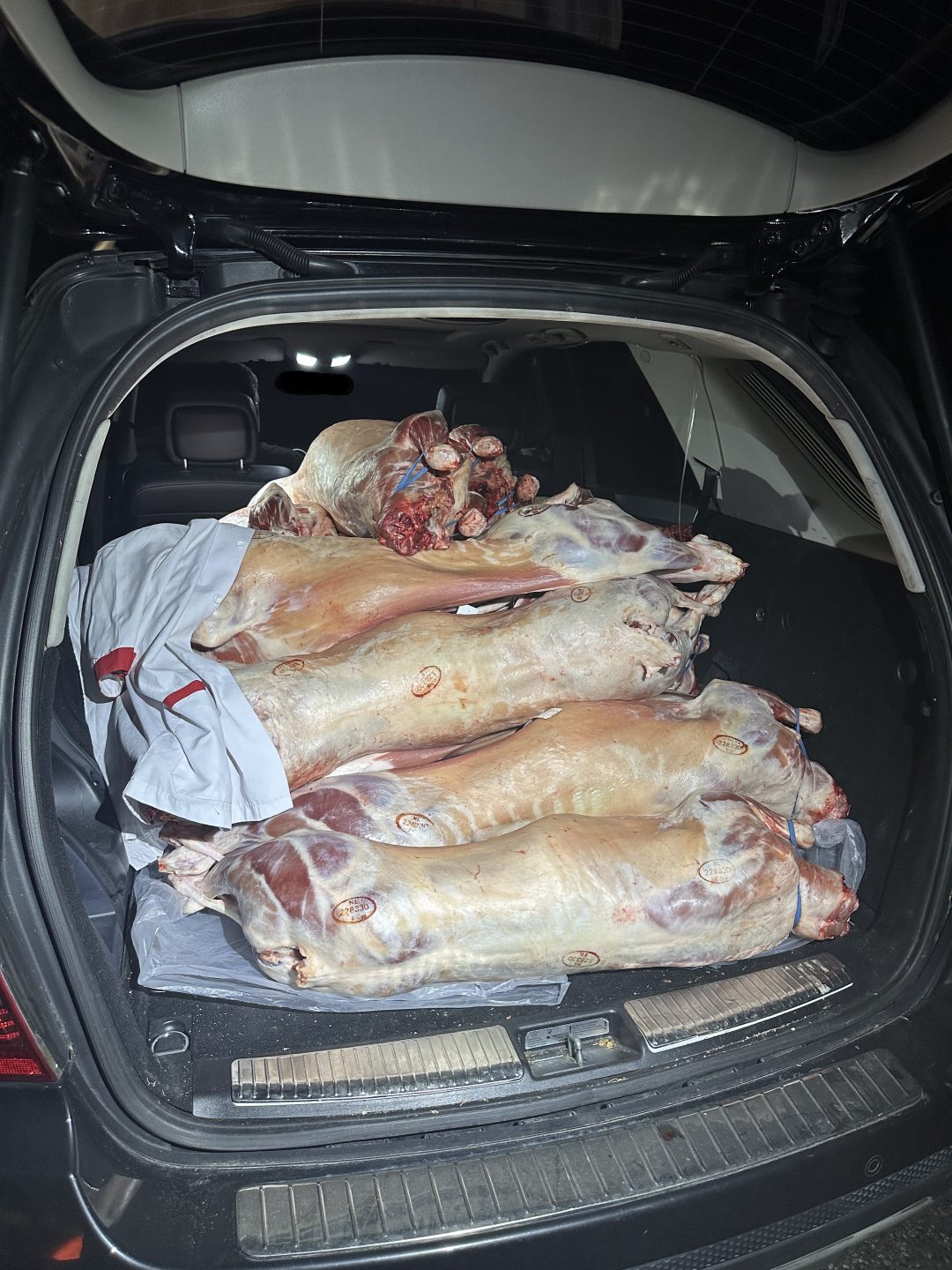 20 tote Lämmer auf Rücksitzbank! Zoll entdeckt ekelhaften Fleischtransport in Lörrach