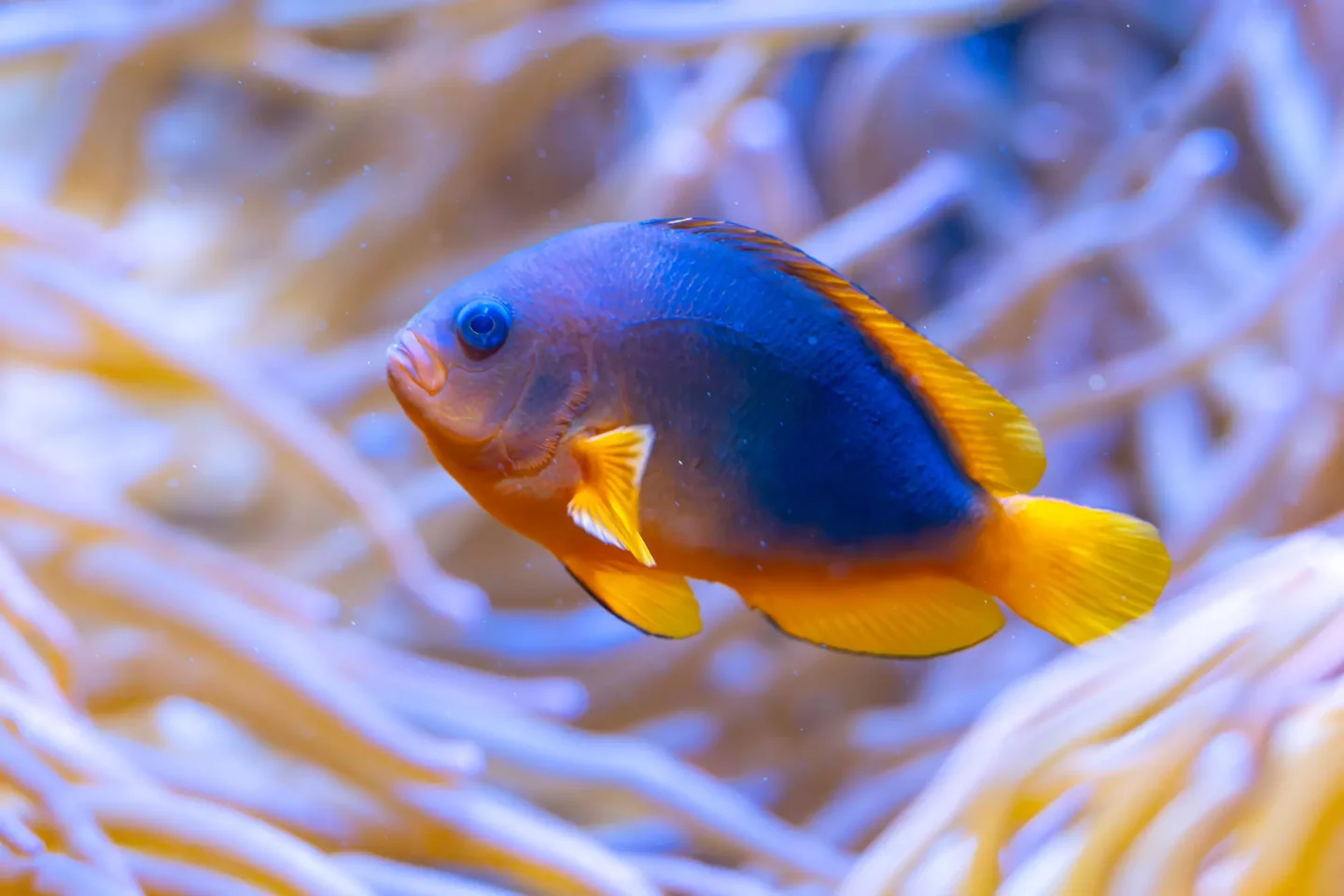Fisch-Faszination in der Wilhelma: Tag für kleine Forscher und Entdecker am 20. Juli – So spannend sind Fische wirklich! KW29a Die faszinierende Welt unter Wasser Bild 1 Gluehkohlenfisch