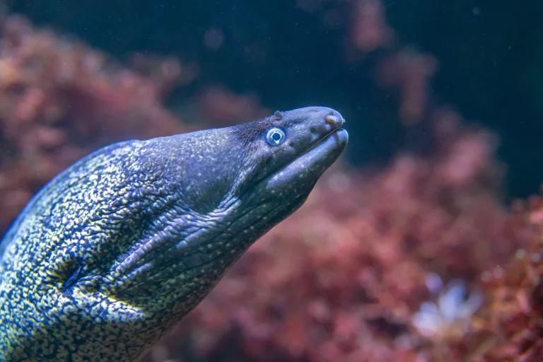 Fisch-Faszination in der Wilhelma: Tag für kleine Forscher und Entdecker am 20. Juli – So spannend sind Fische wirklich!