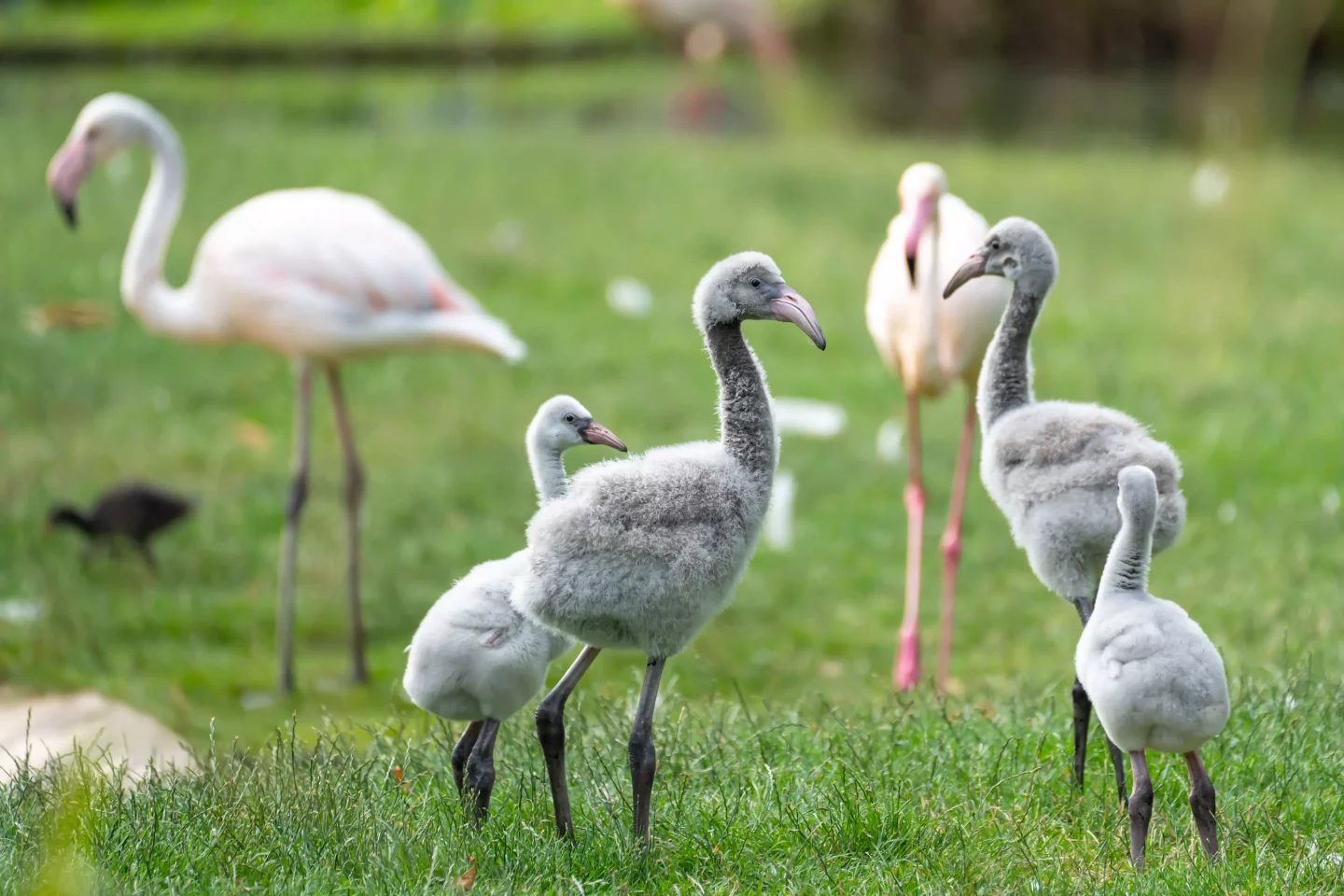 Fünf kleine Wunder: Der Flamingo-Kindergarten in der Wilhelma hat wieder geöffnet