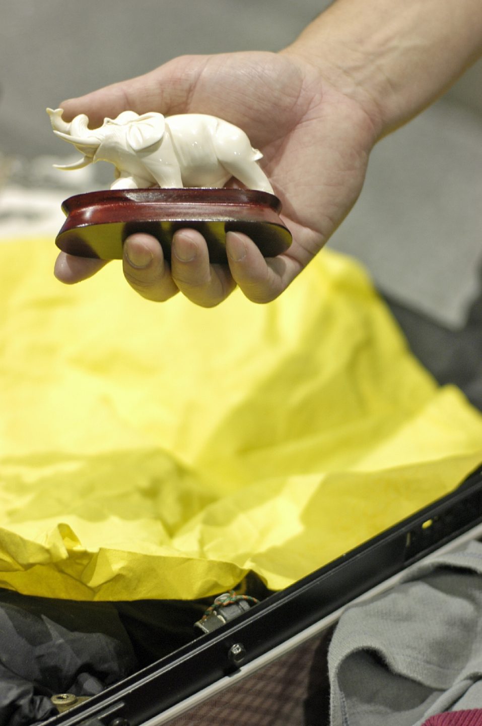 Zoll warnt vor Souvenirs: Elfenbein, Muscheln & Co. gefährden Artenvielfalt und kosten Strafe