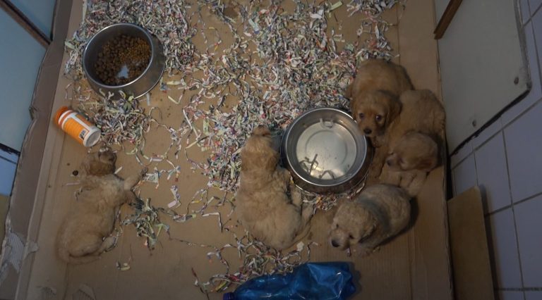 PETA deckt auf: Brutale Welpenzucht in der Slowakei – Das schmutzige Geschäft mit den Vierbeinern