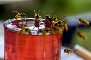 Wussten Sie schon? Wespen hassen Regen – so leicht können Sie sie vertreiben