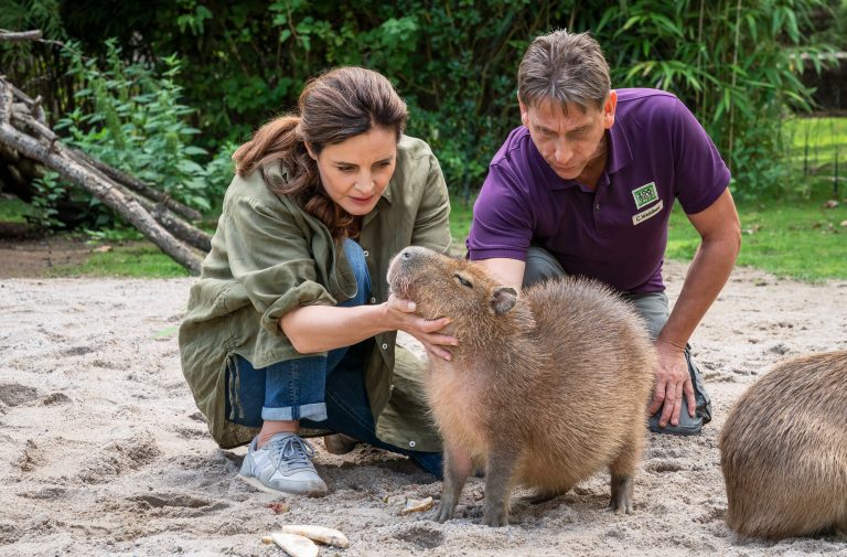 „Tierärztin Dr. Mertens“: Sorgen um Capybara Toto und private Turbulenzen