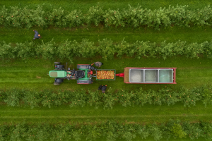 Leckere Äpfel vom Bodensee: Ernte 2025 wird top – 227.000 Tonnen knackfrische Qualität Leckere Äpfel vom Bodensee: Ernte 2025 wird top – 227.000 Tonnen knackfrische Qualität