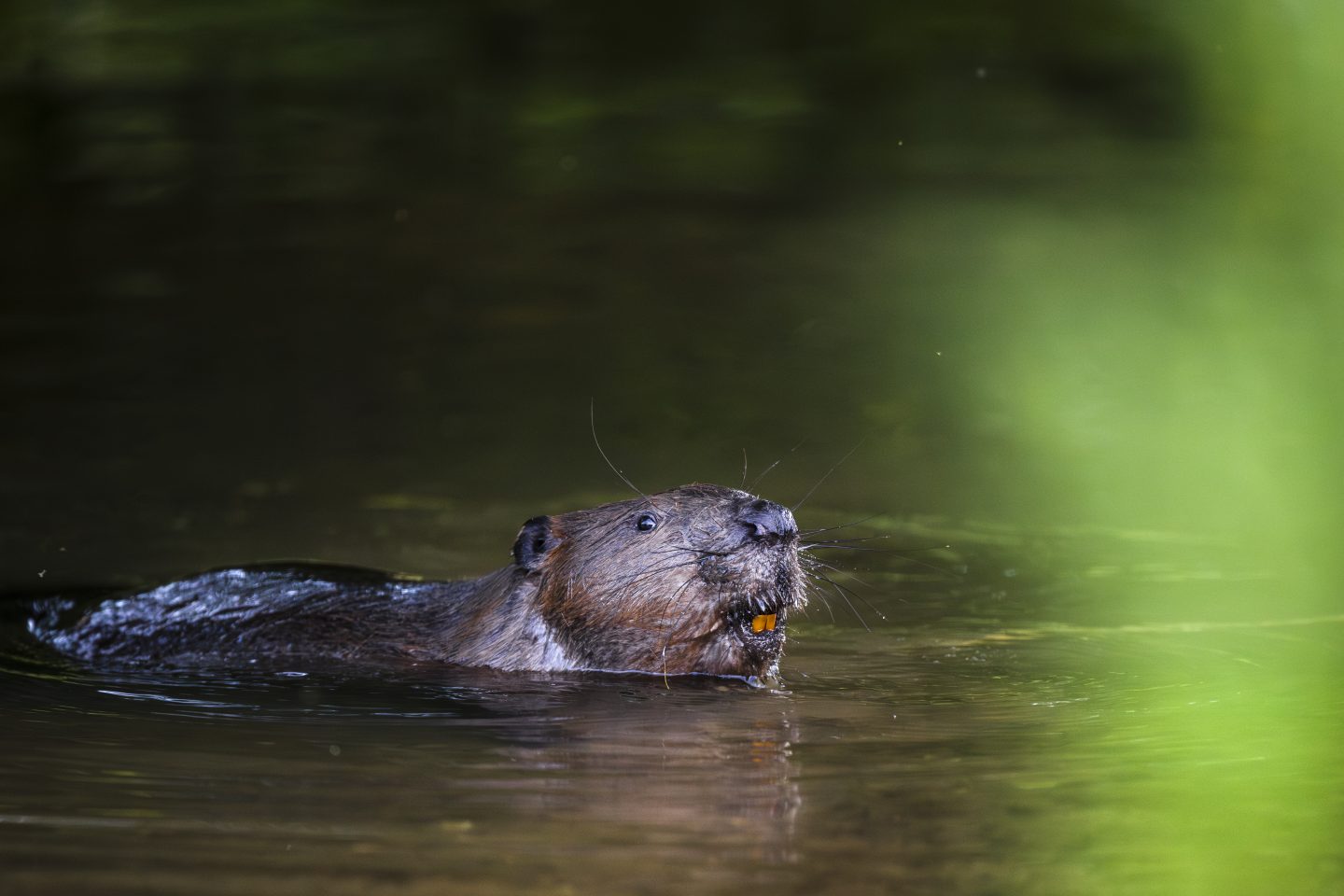 Tierische Baumeister im Einsatz: NABU bittet um Biber-Meldungen in Baden-Württemberg Biber