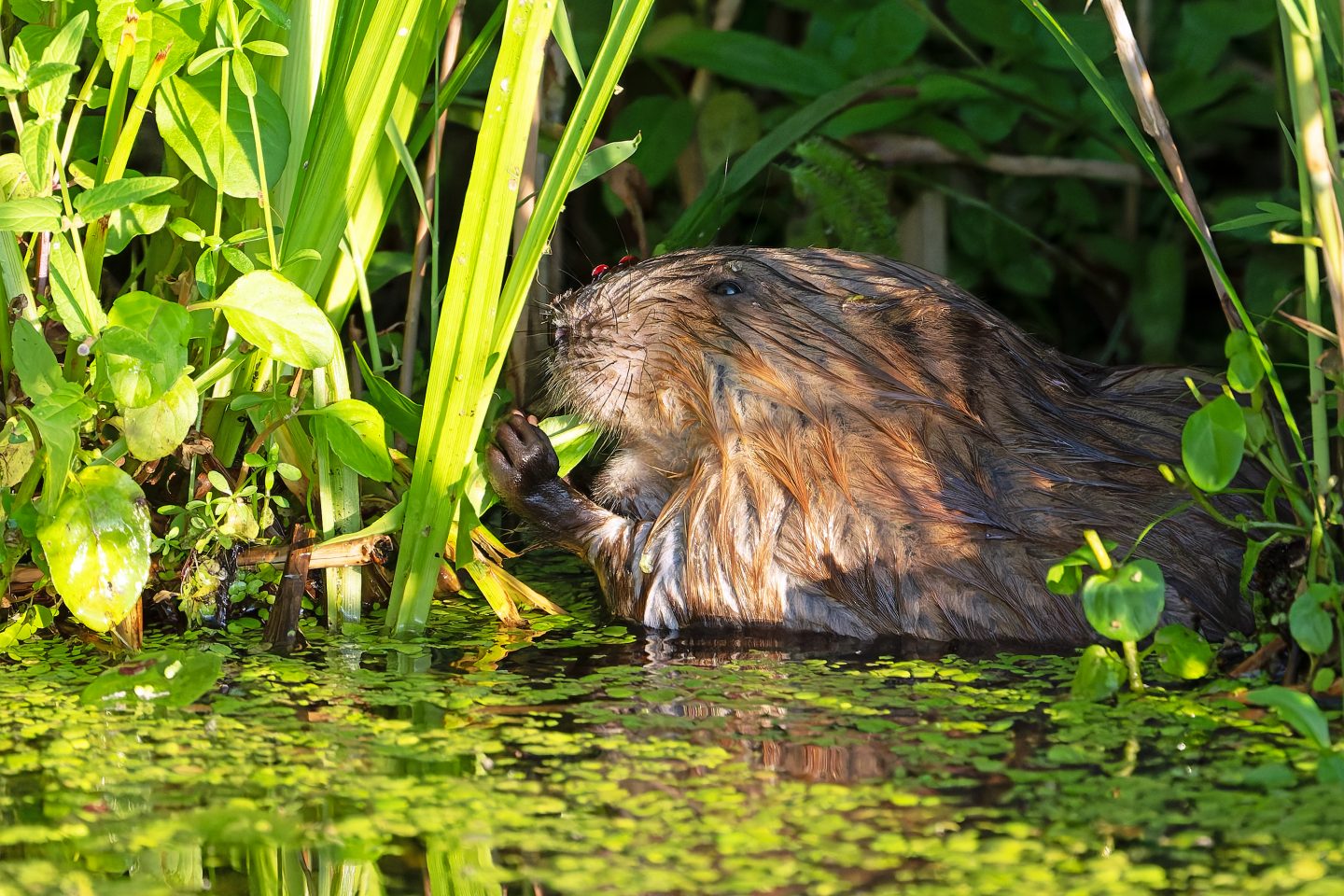 Tierische Baumeister im Einsatz: NABU bittet um Biber-Meldungen in Baden-Württemberg