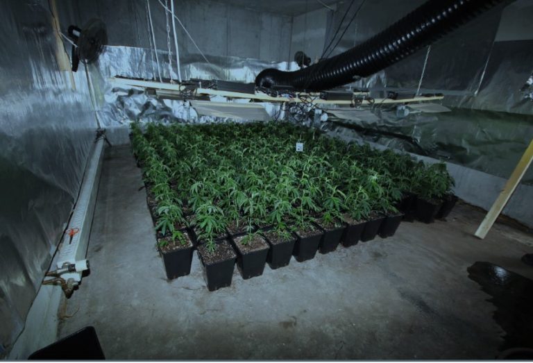 Großrazzia in leerstehendem Haus in Aichelberg: 32-Jähriger wegen Cannabisplantage mit 483 Pflanzen in Haft