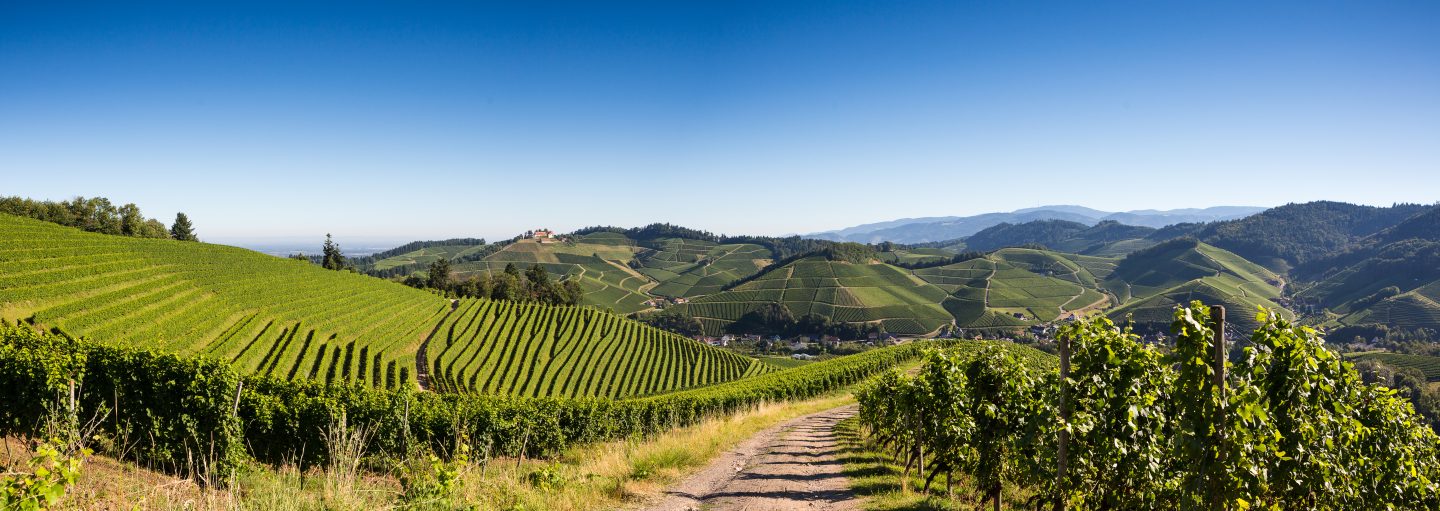 Wandertipp: Durbacher Weinpanorama – Traumhafte Ausblicke & Genuss im Schwarzwald IMG 5185 Pano