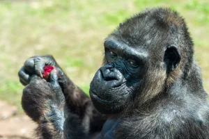 Radiologiezentrum Stuttgart zeigt Herz – Patenschaft für Gorilla-Oma Undi verlängert – Seit 15 Jahren Unterstützung für die Wilhelma