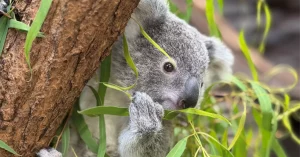 Schock im Koala-Gehege in der Wilhelma: Koala-Baby Jimbelung tot – Hoffnung liegt nun bei Mini-Nachwuchs