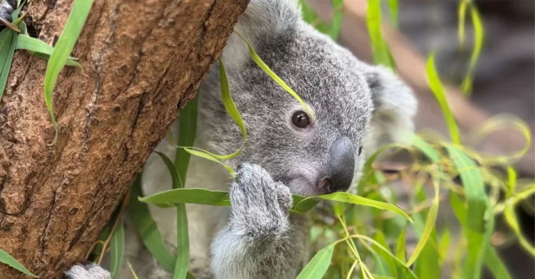 Schock im Koala-Gehege in der Wilhelma: Koala-Baby Jimbelung tot – Hoffnung liegt nun bei Mini-Nachwuchs
