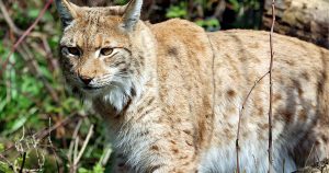 Luchs-Comeback im Schwarzwald: So kehren die Raubkatzen zurück