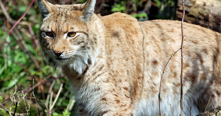 Luchs-Comeback im Schwarzwald: So kehren die Raubkatzen zurück