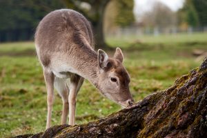 Tierisches Ranking: Deutschlands schönste Wildparks – ein Baden-Württemberger unter den Top 10