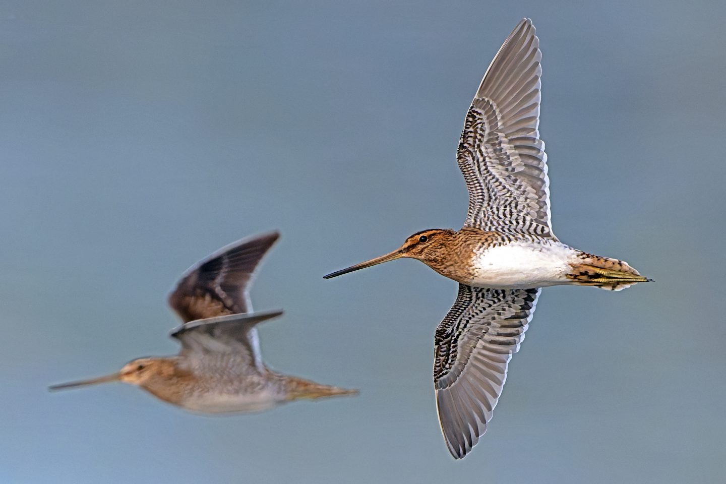 Millionen Zugvögel im Aufbruch – das passiert gerade über Baden-Württemberg Bekassinen im Flug Federsee NABU Klaus Mendla aR
