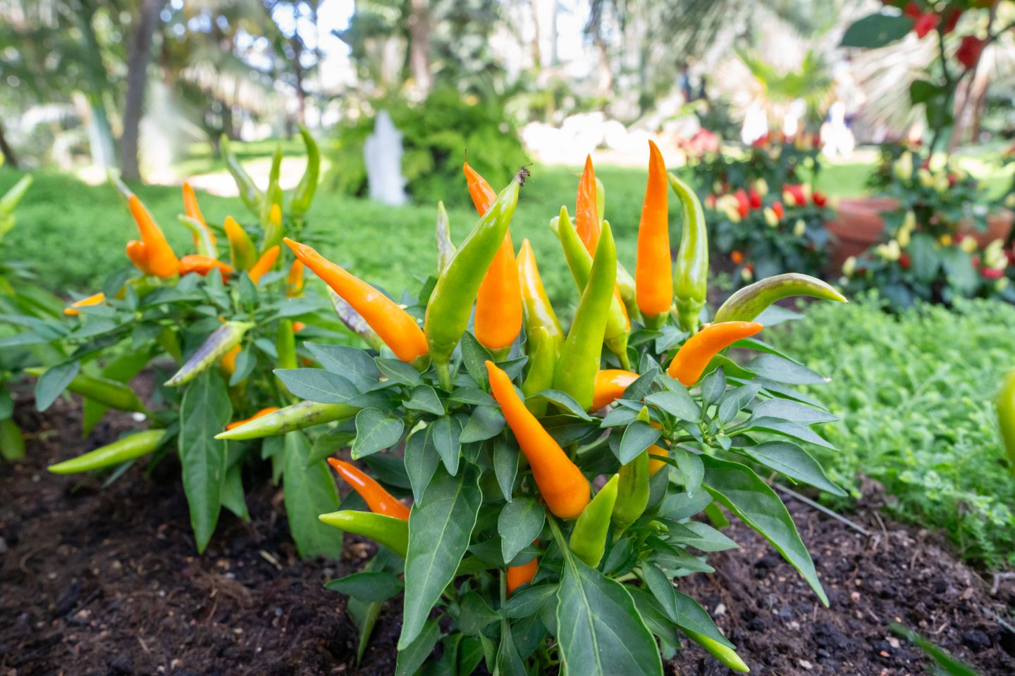 Feurig-scharfer Ausflugstipp: Die Chili-Ausstellung in der Wilhelma ist zurück 1 Feurig-scharfer Ausflugstipp: Die Chili-Ausstellung in der Wilhelma ist zurück Feurig scharf in den Spaetsommer 1