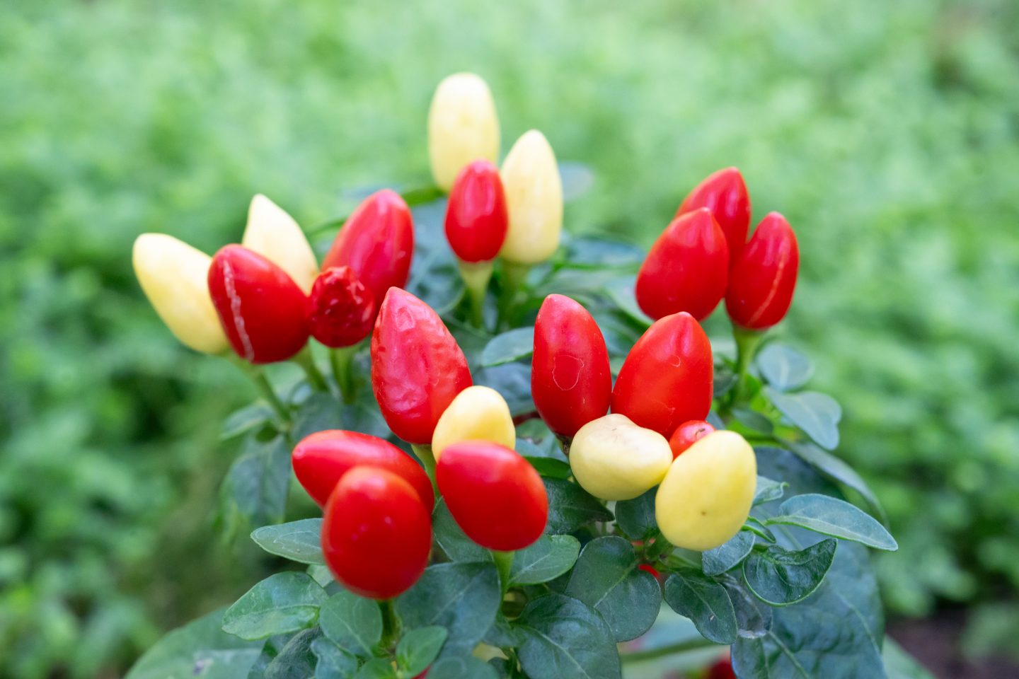 Feurig-scharfer Ausflugstipp: Die Chili-Ausstellung in der Wilhelma ist zurück 2 Feurig-scharfer Ausflugstipp: Die Chili-Ausstellung in der Wilhelma ist zurück Feurig scharf in den Spaetsommer 2