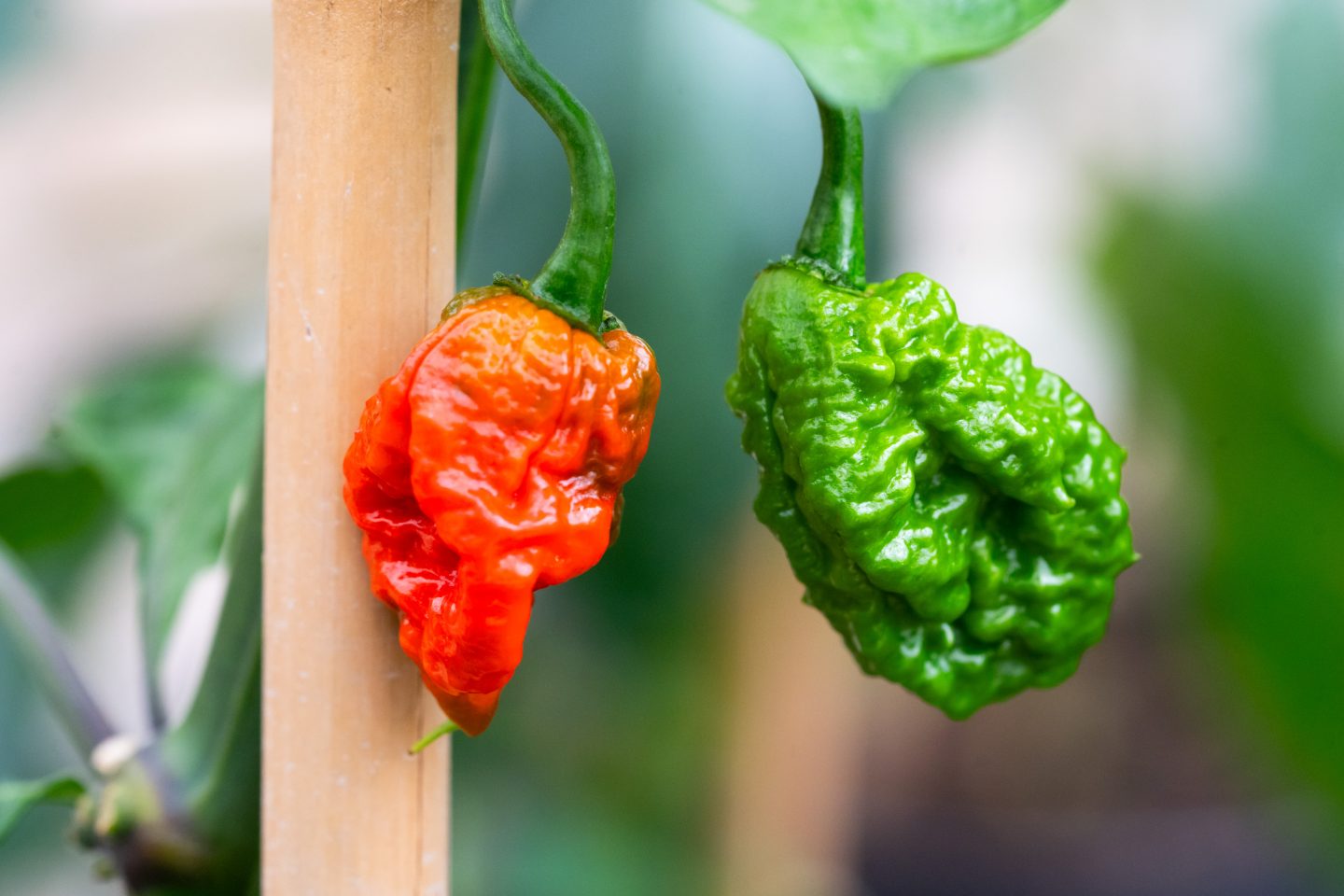 Feurig-scharfer Ausflugstipp: Die Chili-Ausstellung in der Wilhelma ist zurück